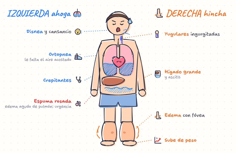 Detalle del mapa: cada signo conectado al lugar del cuerpo